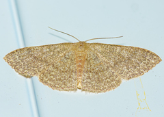 Pleuroprucha insulsaria