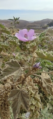 Tarasa capitata