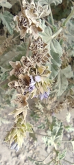 Tarasa capitata