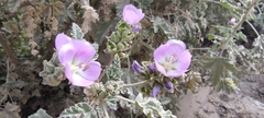 Tarasa capitata