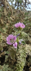 Tarasa capitata