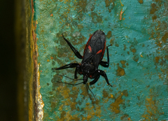 Micrauchenus lineola