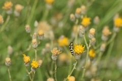 Acmaeodera alicia