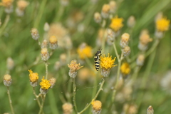 Acmaeodera alicia
