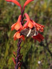 Aeropetes tulbaghia