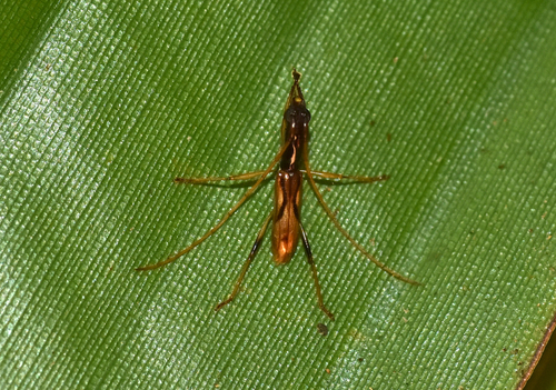Gnomidolon simplex
