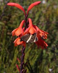Aeropetes tulbaghia