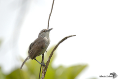 Cantorchilus zeledoni