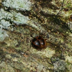 Corynomalus vestitus