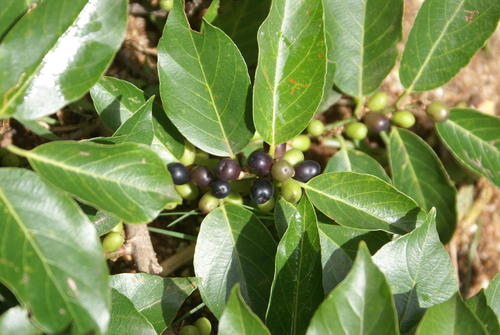 Coastal Goldenleaf (Bridelia micrantha) · iNaturalist