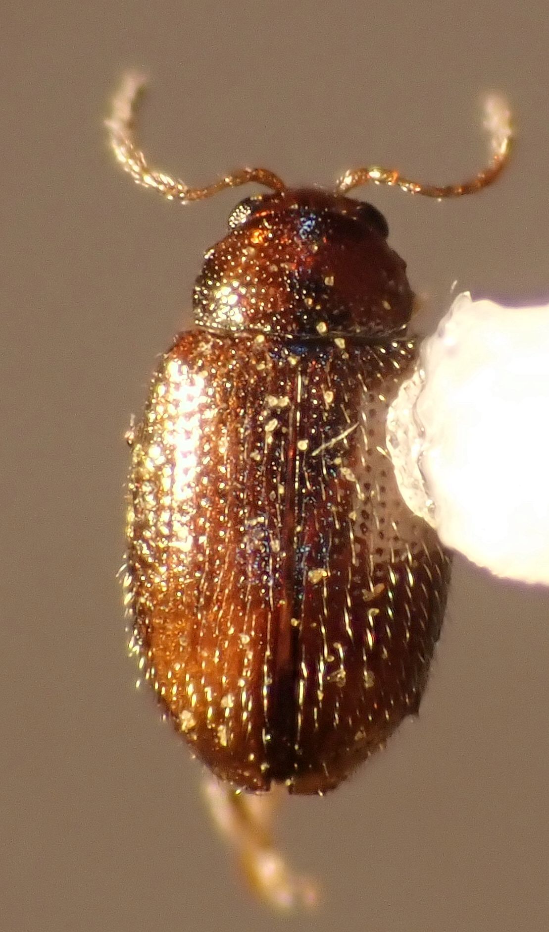 Tobacco Flea Beetle (Epitrix hirtipennis) · iNaturalist