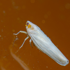 Neocenchrea heidemanni