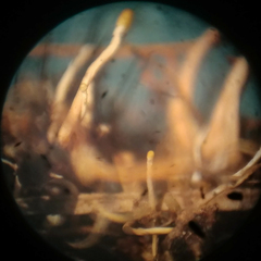 Polycephalomyces