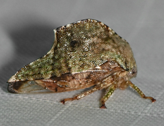 Telamona stephani
