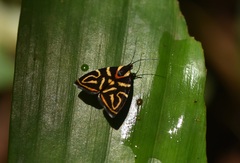 Hemerophila albertiana