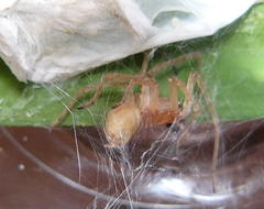 Cheiracanthium furculatum