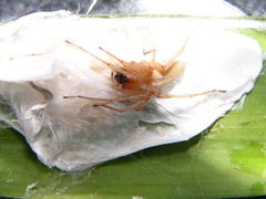 Cheiracanthium furculatum