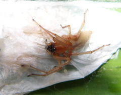 Cheiracanthium furculatum