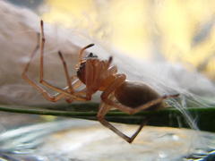 Cheiracanthium furculatum