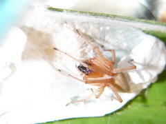 Cheiracanthium furculatum