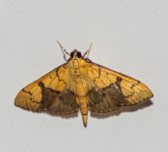 Pleuroptya characteristica