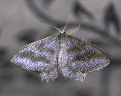Maxates thetydaria