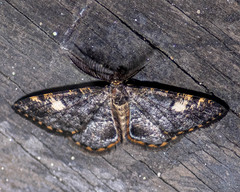 Sysstema semicirculata
