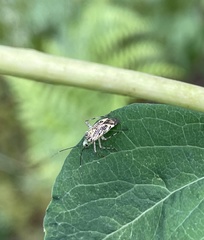Taedia marmorata