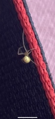 Araneae