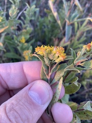 Solidago petiolaris