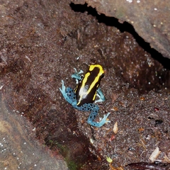 Dendrobates tinctorius