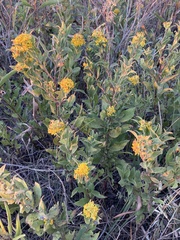 Solidago petiolaris