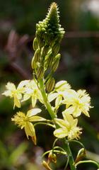 Bulbine asphodeloides