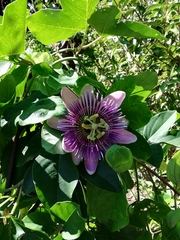 Passiflora alata × caerulea