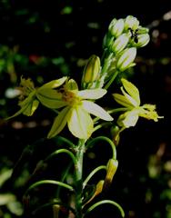Bulbine asphodeloides