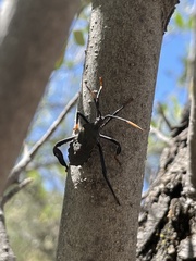 Acanthocephala thomasi