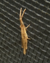 Algete brunneri