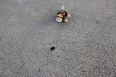 Armadillidium vulgare