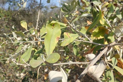Image of Tarchonanthus parvicapitulatus by no rights reserved