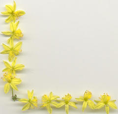 Bulbine asphodeloides
