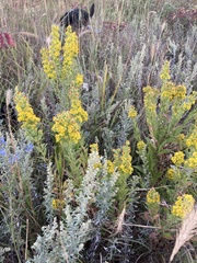 Solidago petiolaris
