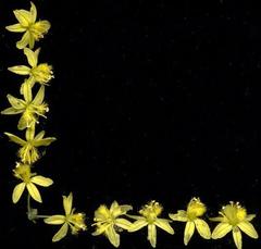 Bulbine asphodeloides