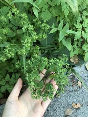 Euphorbia peplus