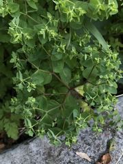 Euphorbia peplus
