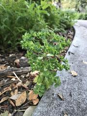Euphorbia peplus