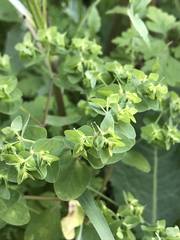 Euphorbia peplus