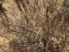 Amonostherium lichtensioides