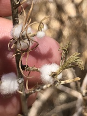 Amonostherium lichtensioides