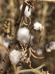 Amonostherium lichtensioides