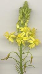 Bulbine asphodeloides